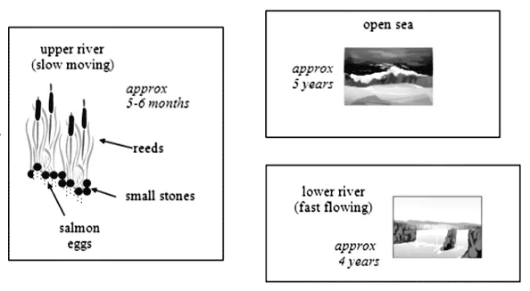 IELTS Writing Task 1 - Diagram Essay